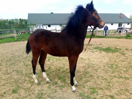 Elad� 4 �ves magyar f�lv�r kanca 