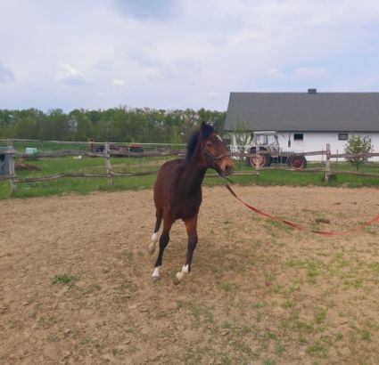 Elad� 4 �ves magyar f�lv�r kanca 