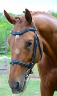 Elad 10 ves gidrn mn 