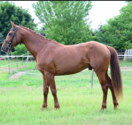 Elad 10 ves gidrn mn 