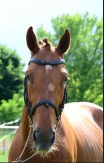 Elad 10 ves gidrn mn 