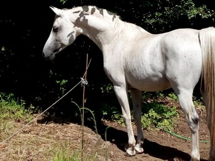 Elad� 18 �ves shagya arab m�n 