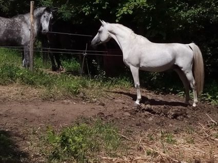 Elad� 18 �ves shagya arab m�n 