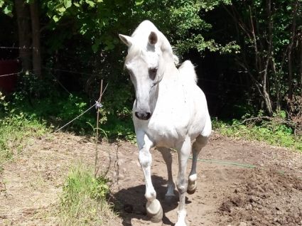 Elad� 18 �ves shagya arab m�n 