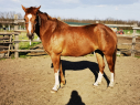 Elad 5 ves appaloosa kanca 
