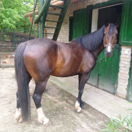 Elad� 13 �ves magyar sportl� kanca 