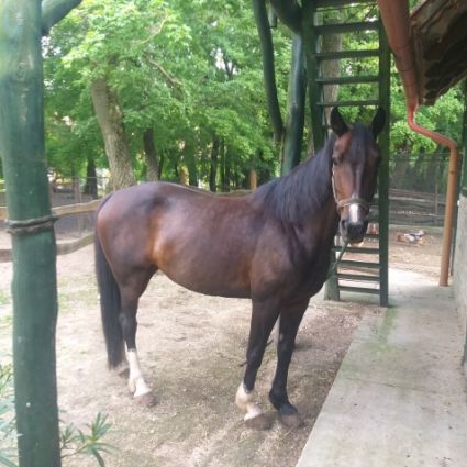 Elad� 13 �ves magyar sportl� kanca 