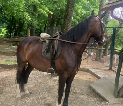 Elad� 13 �ves magyar sportl� kanca 