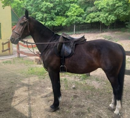 Elad� 13 �ves magyar sportl� kanca 