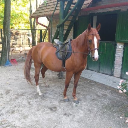 Elad 16 ves magyar flvr kanca 