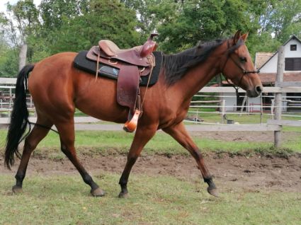 Elad� 7 �ves quarter horse kanca 