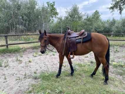 Elad� 7 �ves quarter horse kanca 