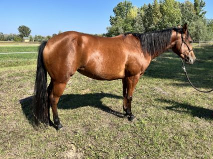 Elad� 7 �ves quarter horse kanca 