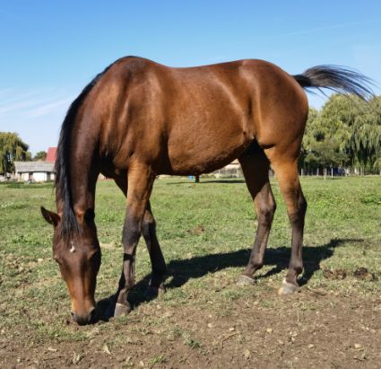 Elad� 11 �ves appaloosa her�lt 