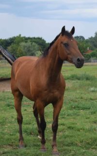 Elad� 11 �ves appaloosa her�lt 