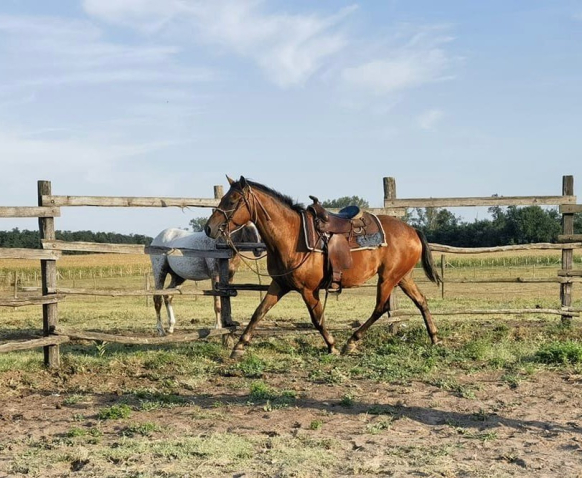 Elad� 11 �ves appaloosa her�lt 