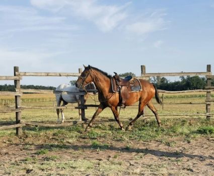 Elad� 11 �ves appaloosa her�lt 