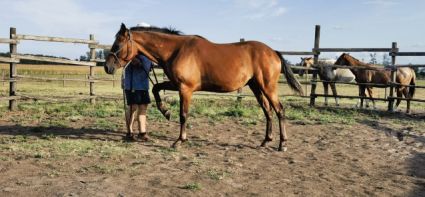Elad� 11 �ves appaloosa her�lt 