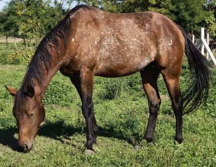 Elad� 7 �ves appaloosa her�lt 
