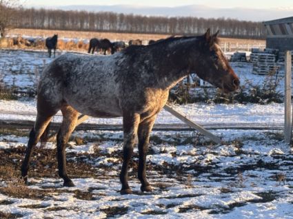 Elad� 7 �ves appaloosa her�lt 