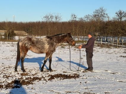 Elad� 7 �ves appaloosa her�lt 