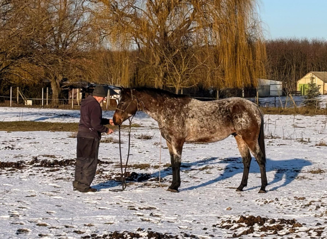 Elad� 7 �ves appaloosa her�lt 
