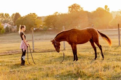 Elad� 7 �ves appaloosa her�lt 
