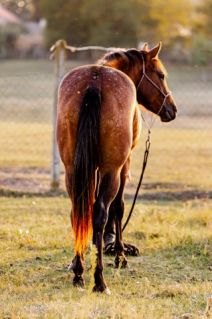Elad� 7 �ves appaloosa her�lt 