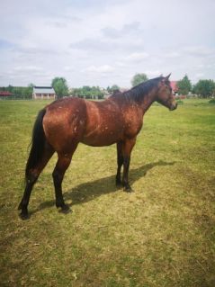 Elad� 7 �ves appaloosa her�lt 