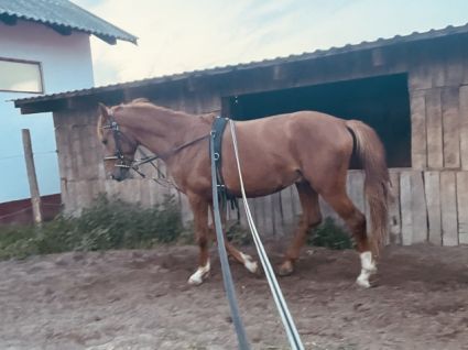 Elad� 7 �ves kisb�ri f�lv�r m�n 