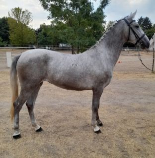 Elad� 6 �ves lipicai kanca 