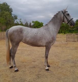 Elad� 6 �ves lipicai kanca 