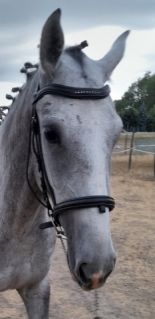 Elad� 6 �ves lipicai kanca 