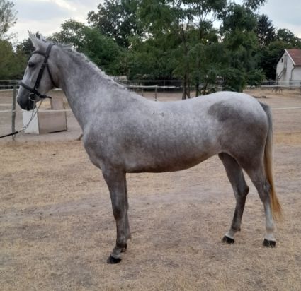 Elad� 6 �ves lipicai kanca 