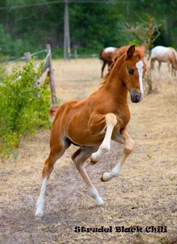 Elad 1 ves appaloosa kanca 