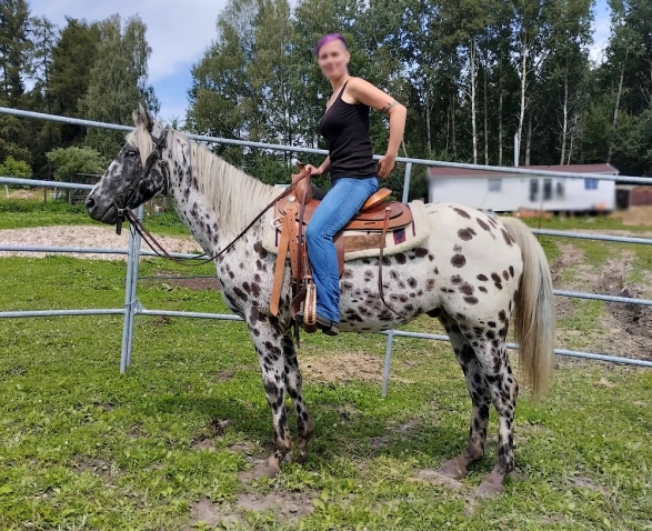 Elad 5 ves appaloosa herlt 