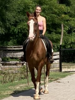 Elad� 10 �ves holland sportl�/KWPN her�lt 