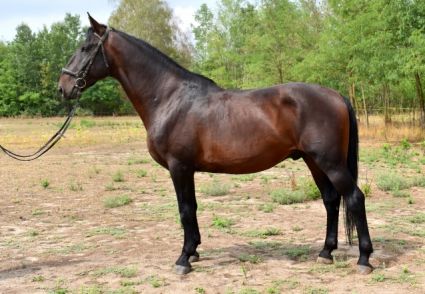 Elad� 8 �ves n�niusz m�n 