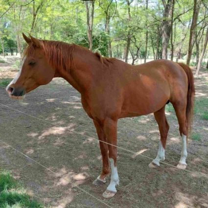 Elad� 19 �ves arab teliv�r m�n 