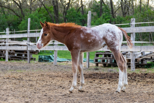 Elad 1 ves appaloosa mn 