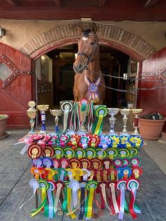 Elad� 17 �ves magyar sportl� her�lt 