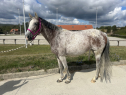 Elad 19 ves magyar sportl kanca 