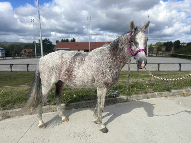 Elad 19 ves magyar sportl kanca 
