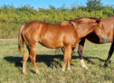 Elad 1 ves quarter horse kanca 