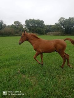 Elad� 4 �ves gidr�n m�n 