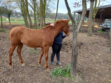 Elad� 4 �ves gidr�n m�n 