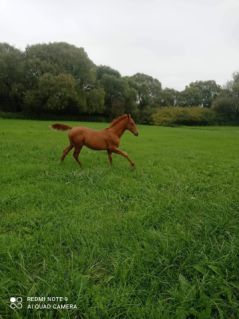 Elad� 4 �ves gidr�n m�n 