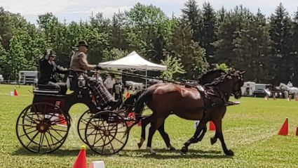 Elad 10 ves magyar sportflvr kanca 