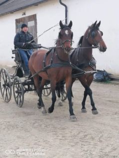 Elad 10 ves magyar sportflvr kanca 