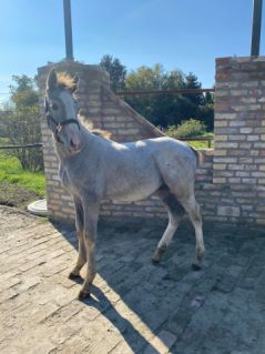 Elad 3 ves magyar sportl mn 